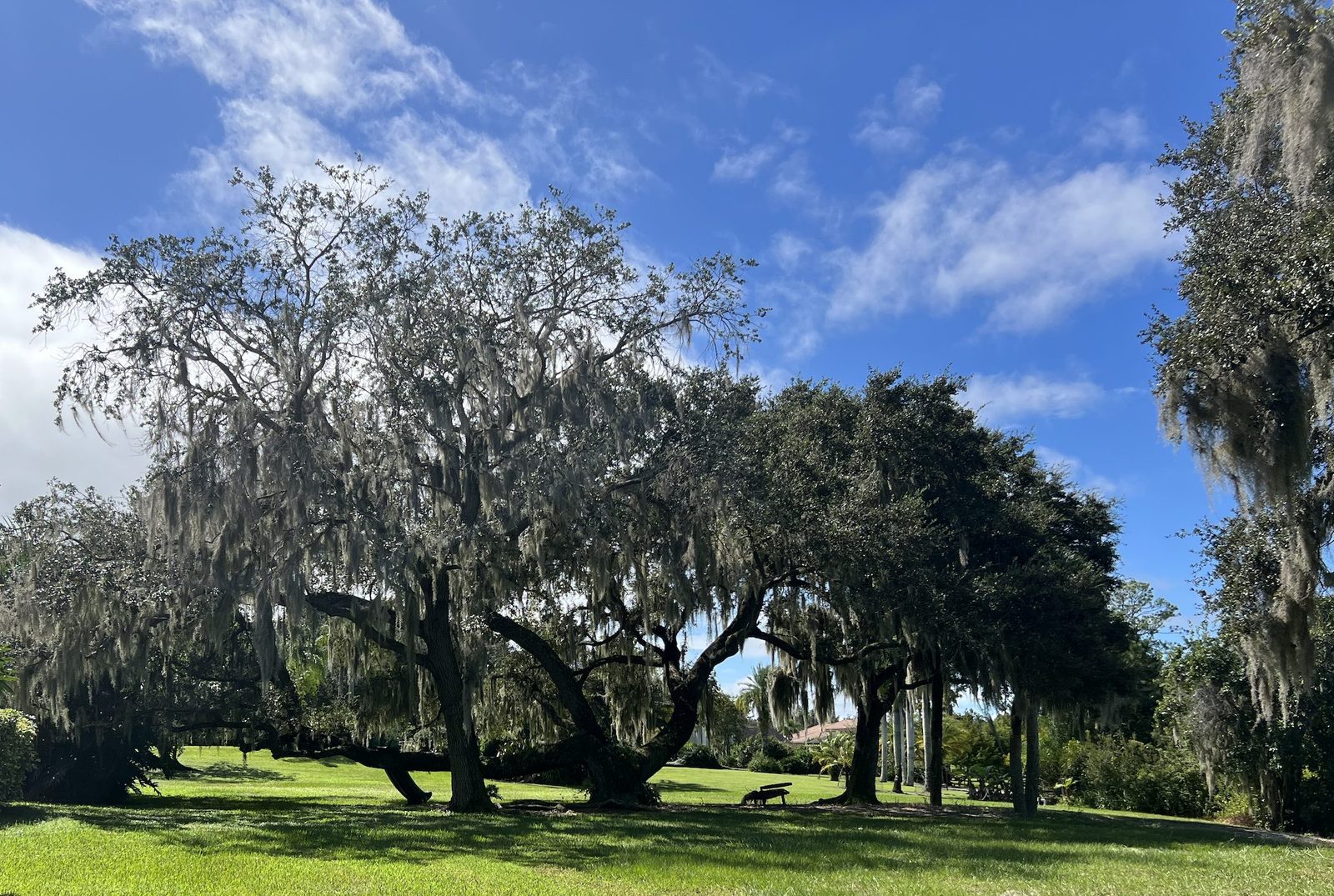 Heritage live oaks draped in Spanish moss, Osceola County